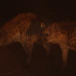 Hyenas