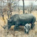 Kruger Park, South Africa