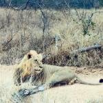 Kruger Park, South Africa