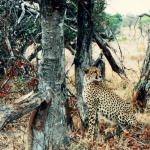 Kruger Park, South Africa