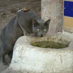 Egyptian feline