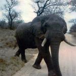 Kruger Park, South Africa