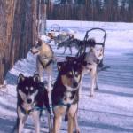 Dog sledding in Lapland, Finland.