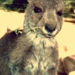 Wallaby, Sydney