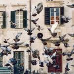 Town square of Dubrovnik, Croatia.