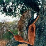 Kruger Park, South Africa