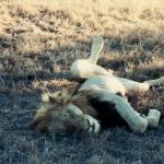Kruger Park, South Africa