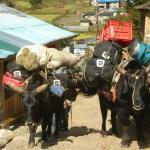 Beast of burden.... the yak!