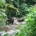 Looks like bigfoot  (except it has four legs!)