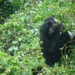 Silverback