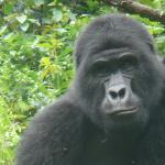 The big guy... first gorilla I saw.