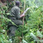 Hacking the way through the lush jungle.