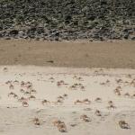 Crabs run amuck!