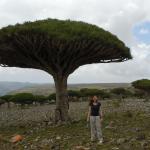 Dragon's blood tree.