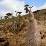 Bottle tree
